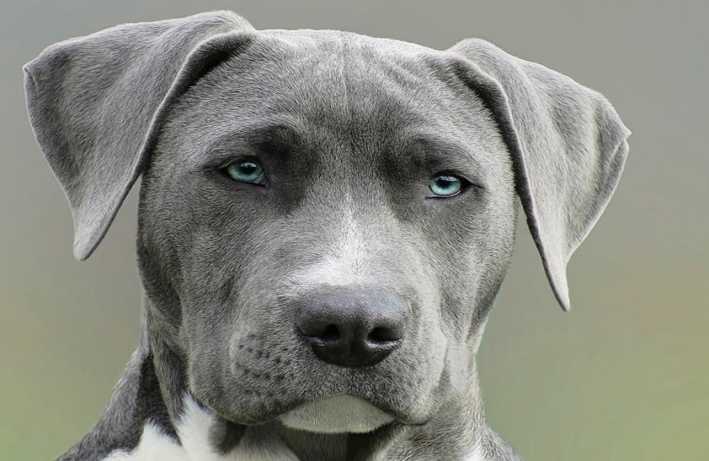 Mag je in een Italiaanse hotelkamer je hond laten overnachten?